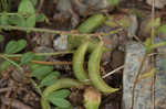 Englemann's milkvetch